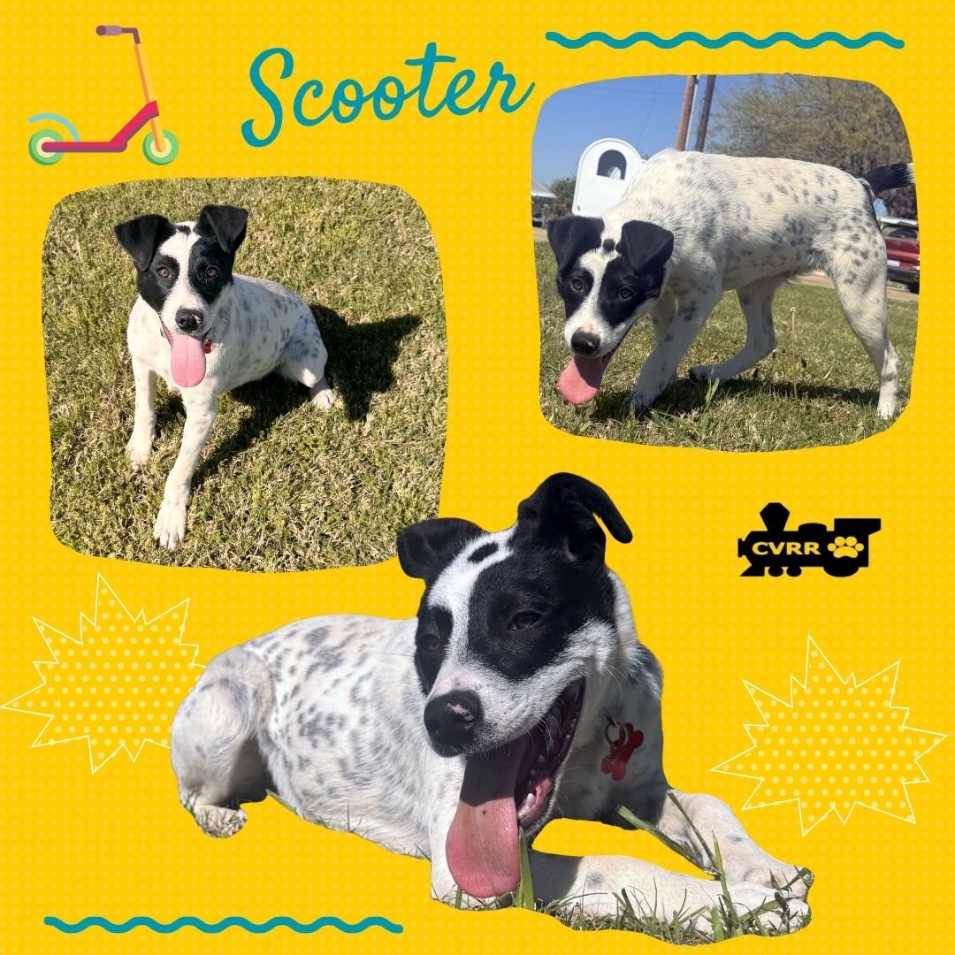 SCOOTER (PUPPY) - Australian Cattle Dog/Blue Heeler available for adoption