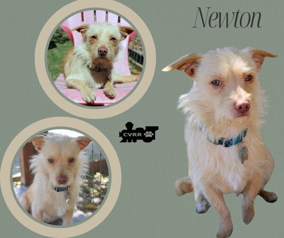 Newton Image