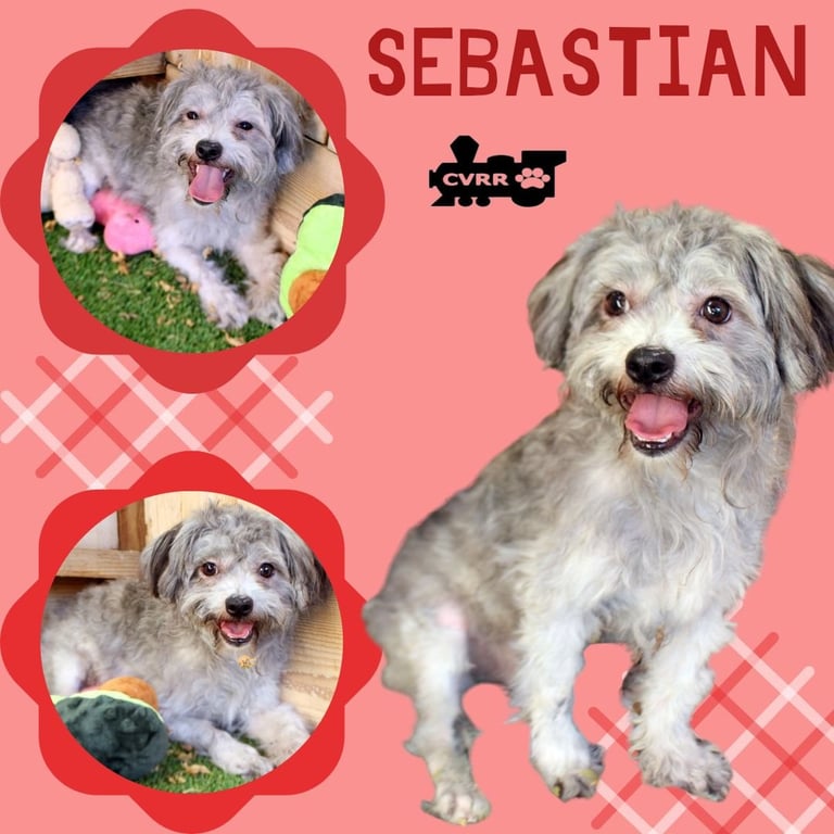 Sebastian (Ritzy) Image