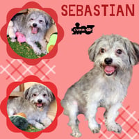Sebastian (Ritzy) - Photo 1