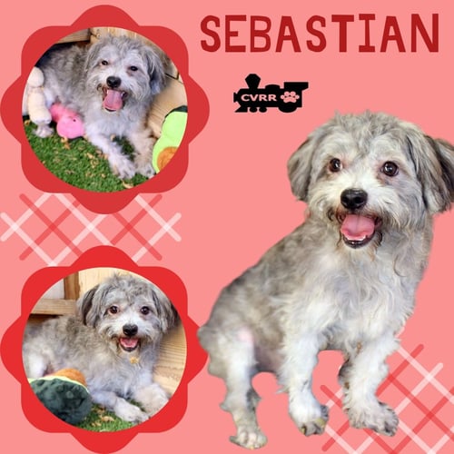 SEBASTIAN (RITZY) - Silky Terrier / Poodle (Miniature) available for adoption