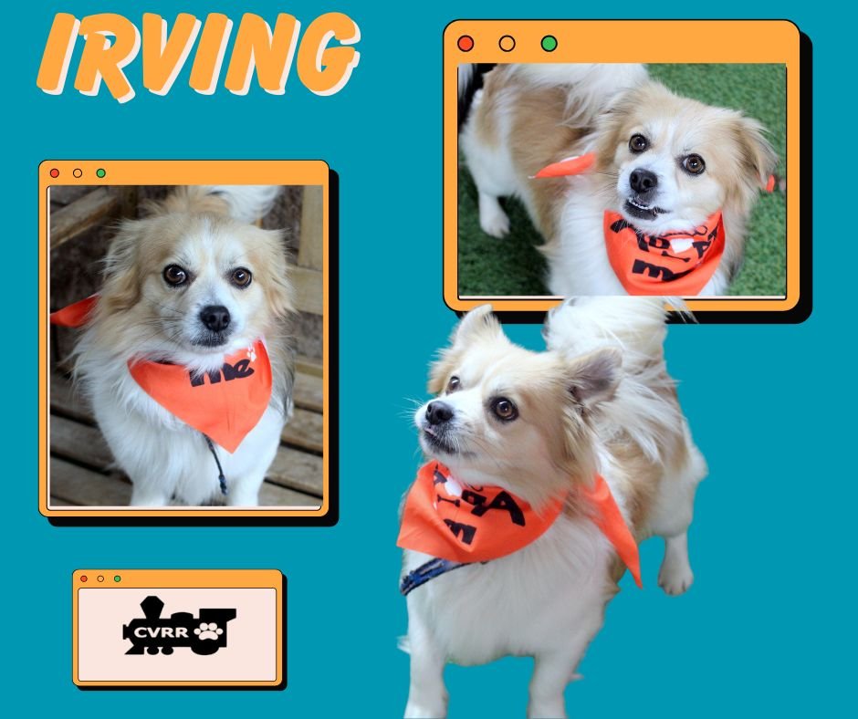 IRVING - Papillon available for adoption