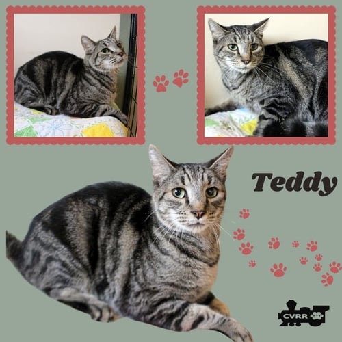 TEDDY (CAT) - Tabby available for adoption