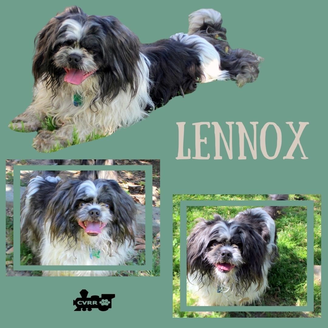 LENNOX (RITZY) - Shih Tzu available for adoption