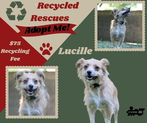 LUCILLE (RECYCLE) - Terrier available for adoption