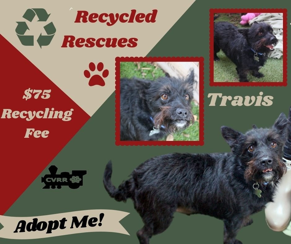 TRAVIS (RECYCLE) - Terrier / Scottish Terrier Scottie available for adoption