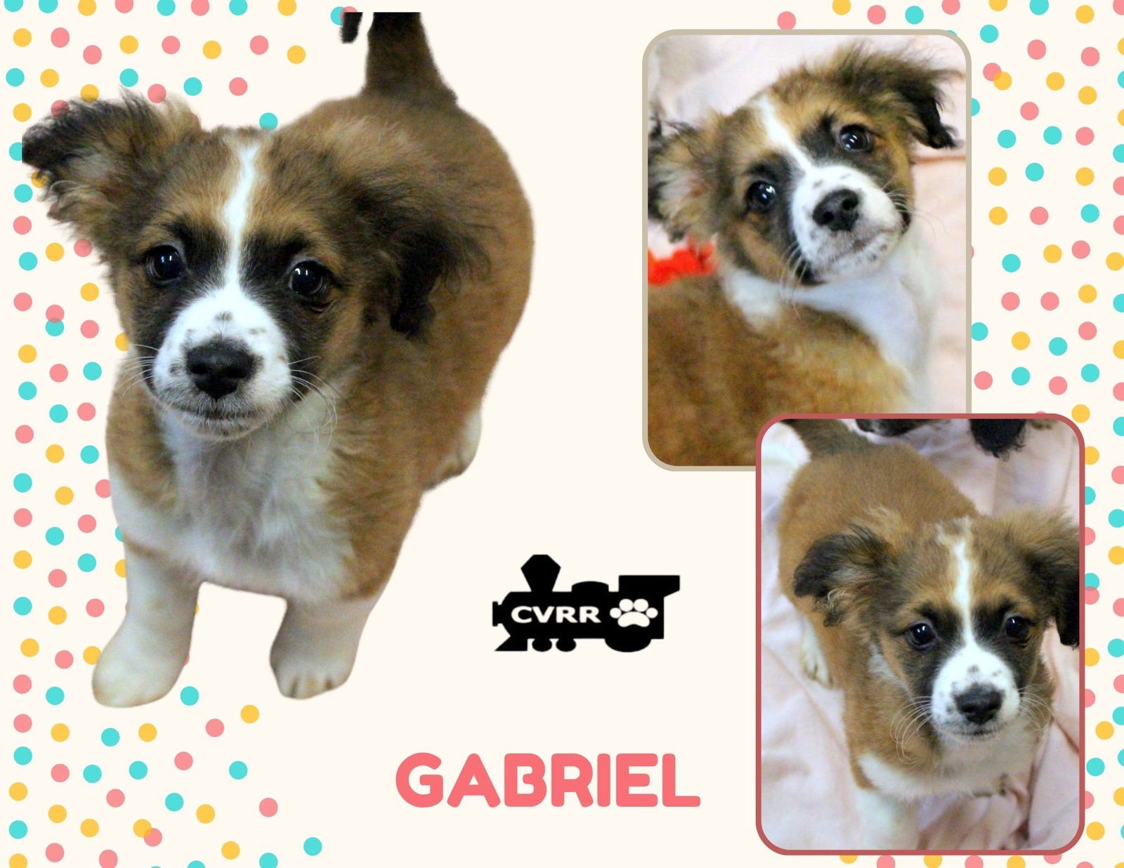 GABRIEL (PUPPY) - Spaniel / Terrier available for adoption