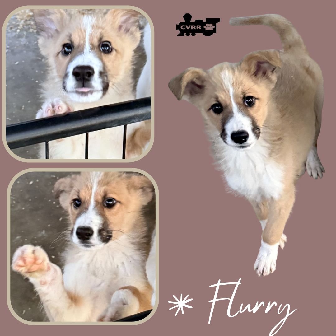 FLURRY (PUPPY) - Australian Shepherd / Shepherd available for adoption
