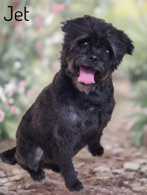 JET - Pug / Cairn Terrier available for adoption