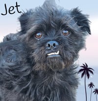 Jet - Photo 3