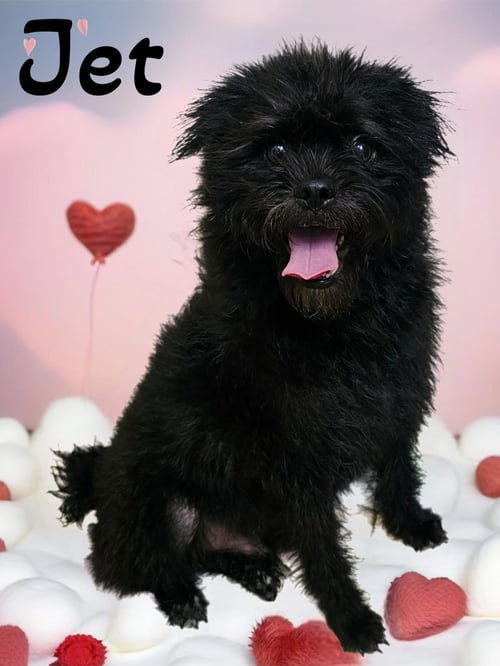 JET - Pug / Cairn Terrier available for adoption