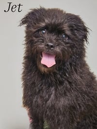 Jet - Photo 5