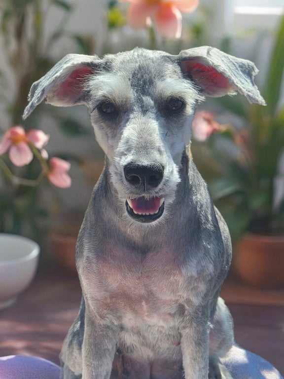Moxie Image