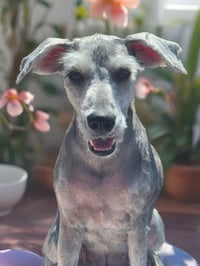Moxie - Photo 1