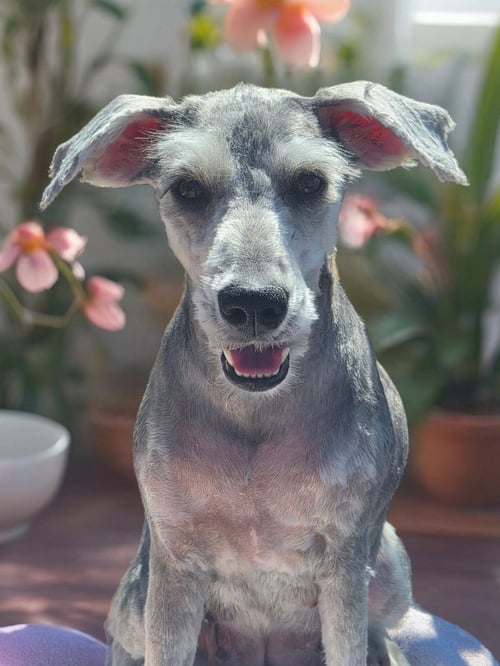 MOXIE - Schnauzer available for adoption