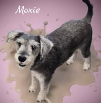 Moxie - Photo 2
