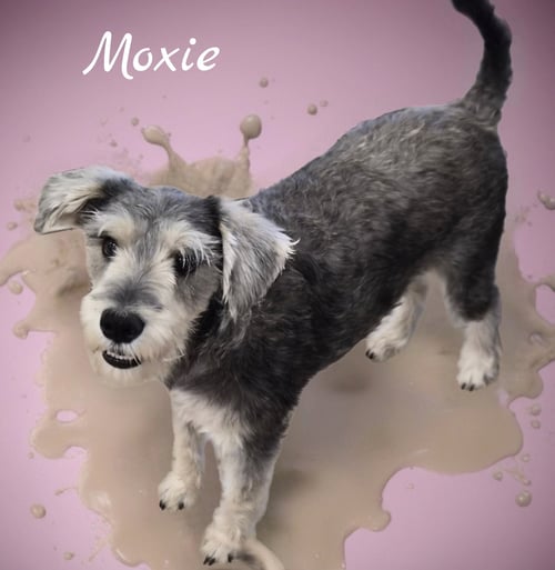 MOXIE - Schnauzer available for adoption