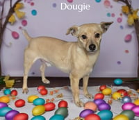 Dougie - Photo 2