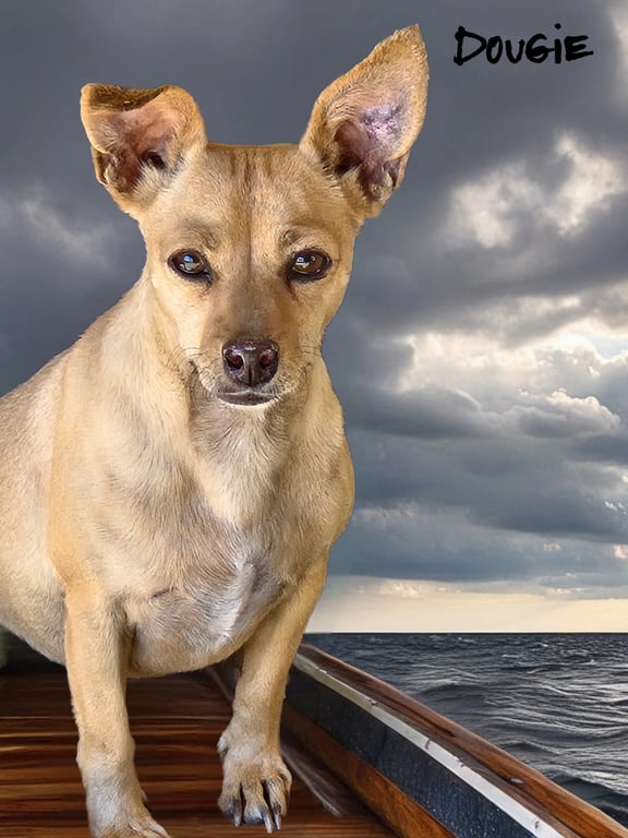 Dougie Image