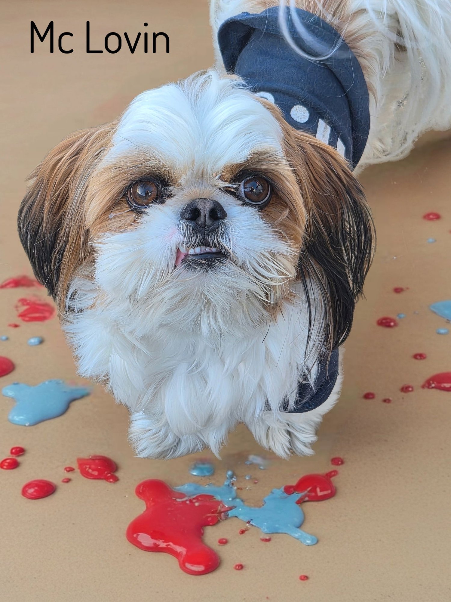 MC LOVIN - Shih Tzu available for adoption