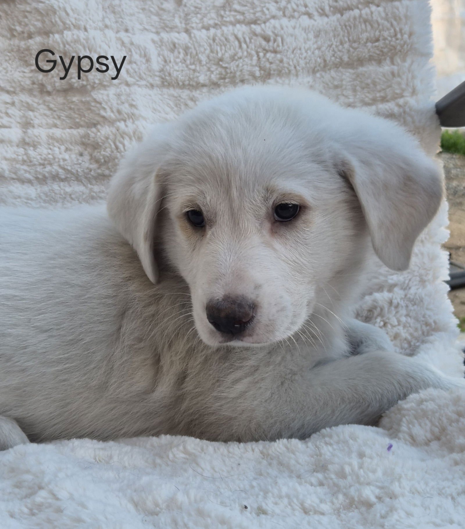 GYPSY - Queensland Heeler / Australian Shepherd available for adoption