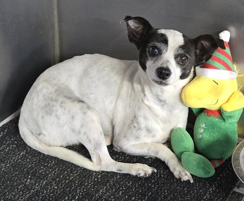 ISABELLA - Chihuahua available for adoption