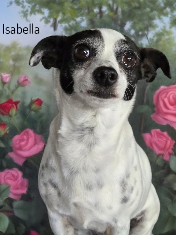 Isabella Image
