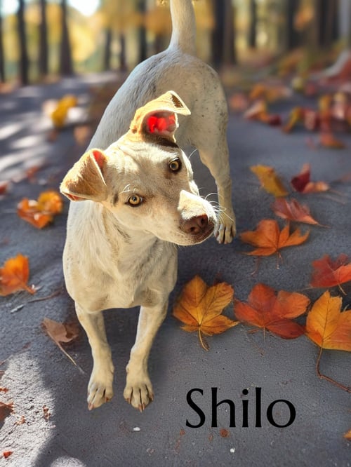 SHILO - Chihuahua available for adoption
