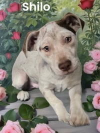 Shilo - Photo 3