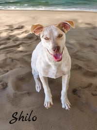 Shilo - Photo 6