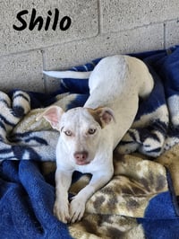 Shilo - Photo 2