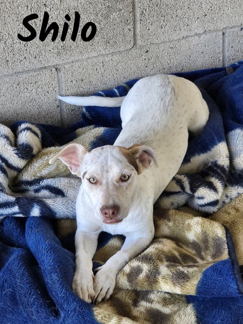 SHILO - Chihuahua available for adoption