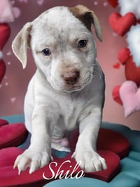 Shilo - Photo 4