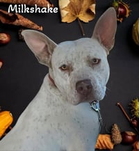 Milkshake - Photo 4