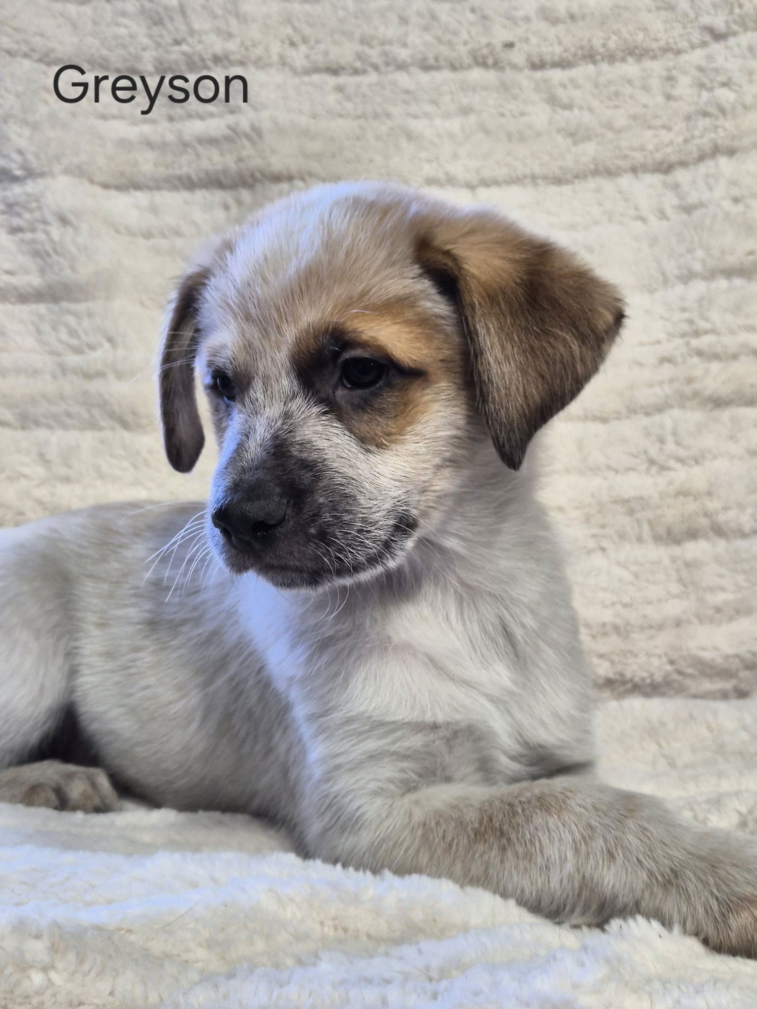 GREYSON - Queensland Heeler / Australian Shepherd available for adoption
