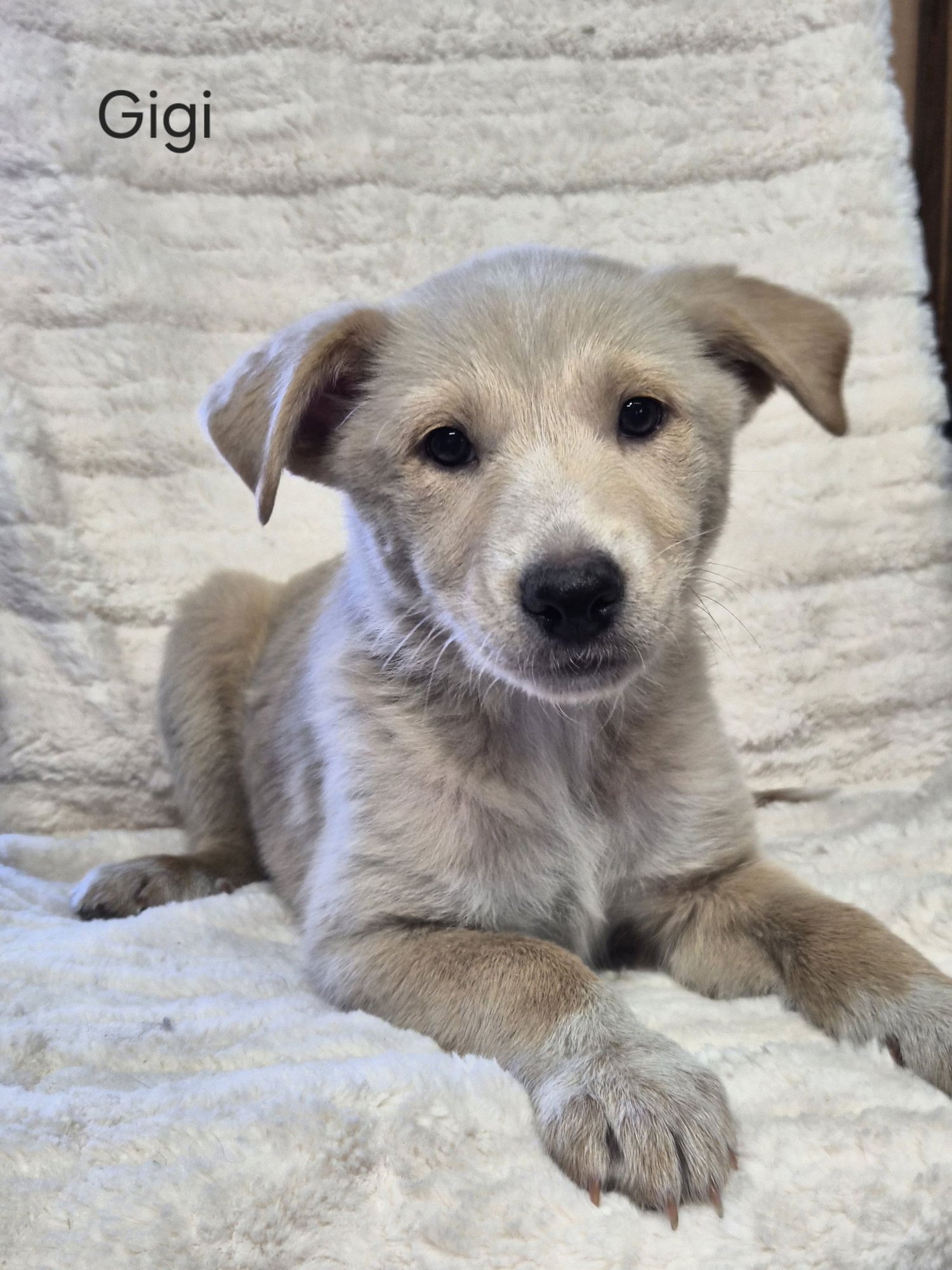 GIGI - Queensland Heeler / Australian Shepherd available for adoption