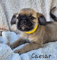 Caesar - Photo 2