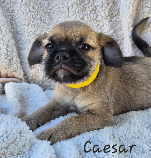 CAESAR - Pug available for adoption