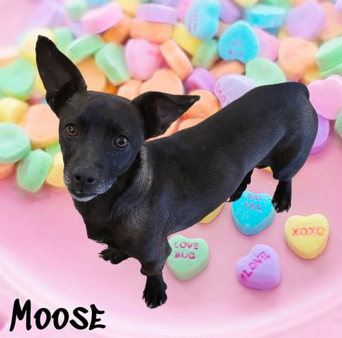 MOOSE - Chihuahua / Dachshund available for adoption