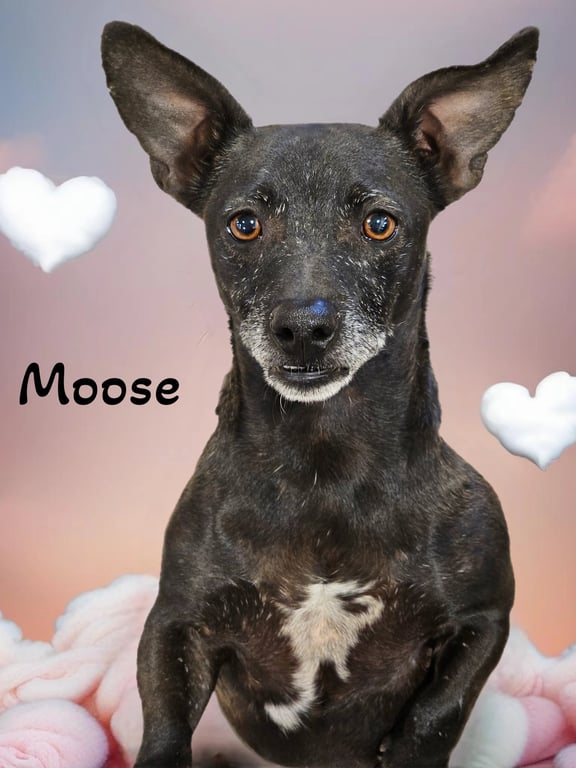 Moose Image