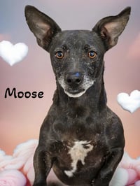 Moose - Photo 1