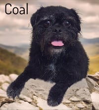 Coal - Photo 2