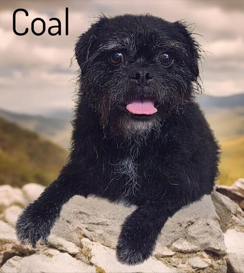 COAL - Pug / Cairn Terrier available for adoption