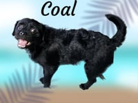 Coal - Photo 6