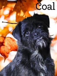 Coal - Photo 4