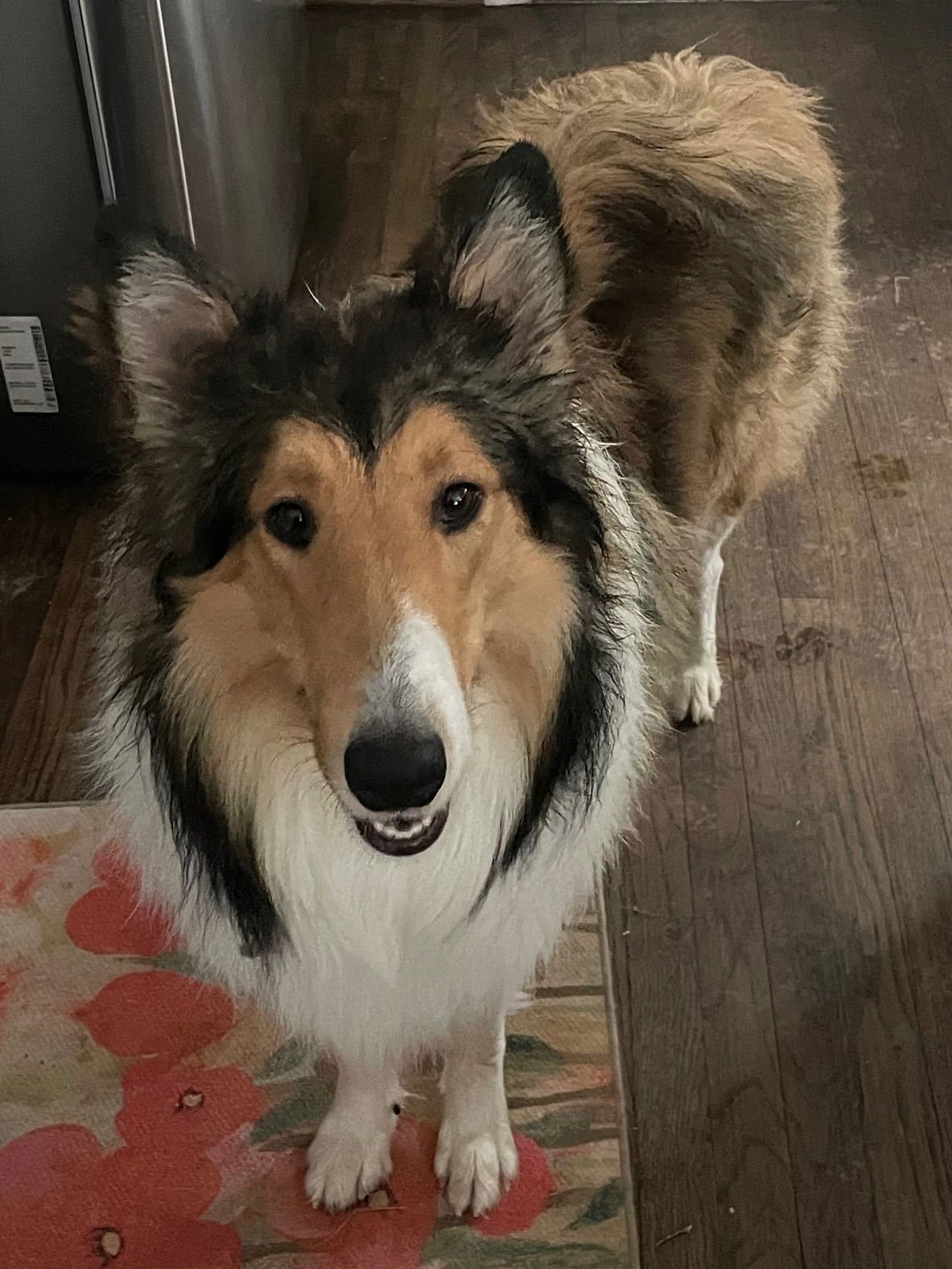 LENNY - Collie available for adoption