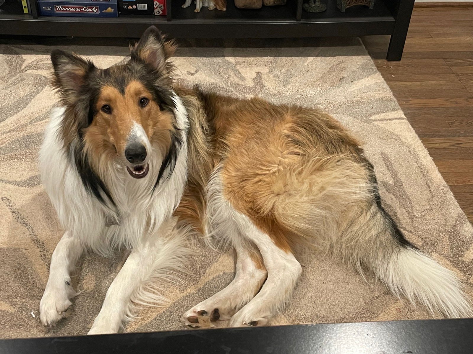 LENNY - Collie available for adoption