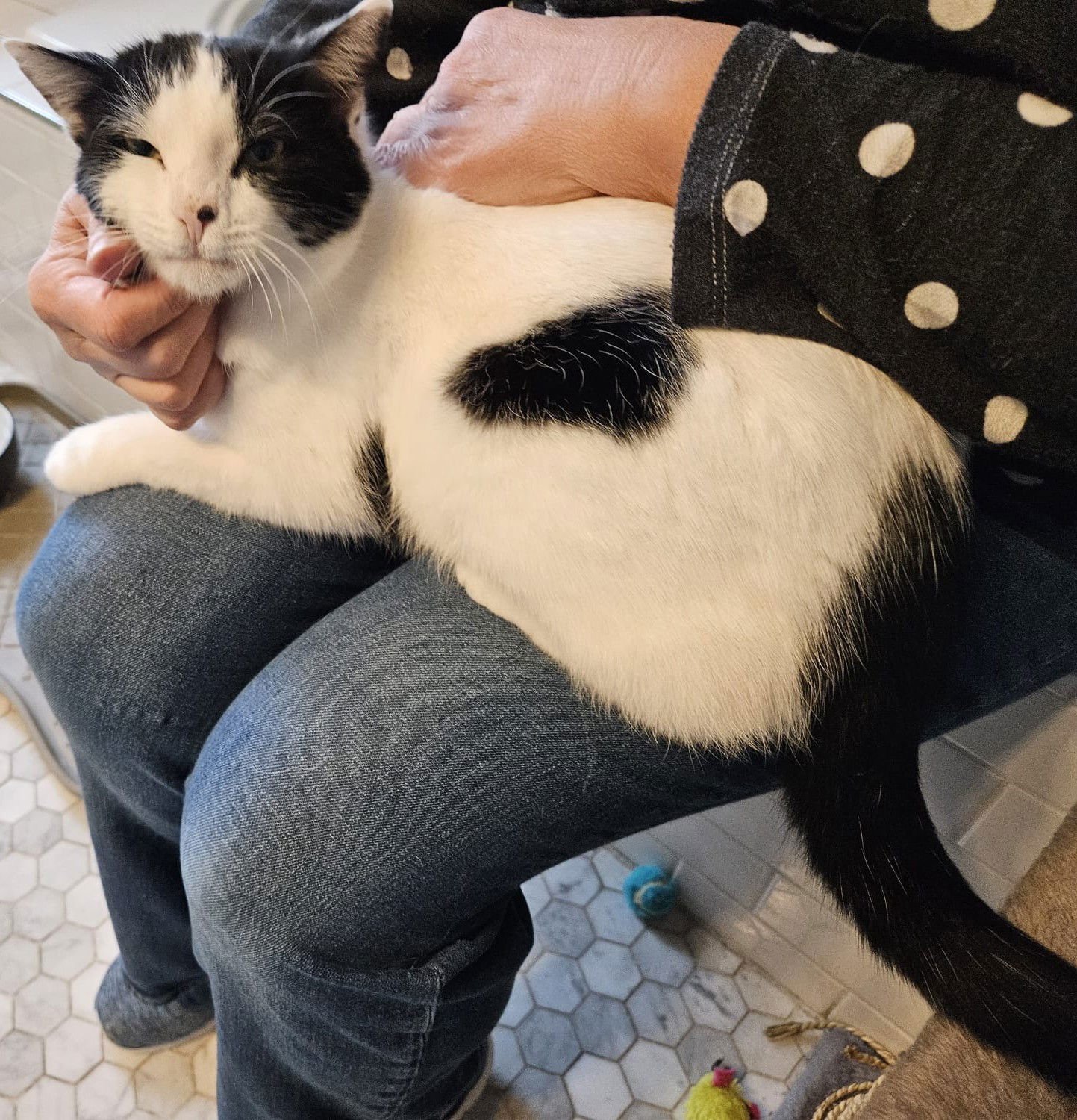 MILO - Domestic Short Hair available for adoption