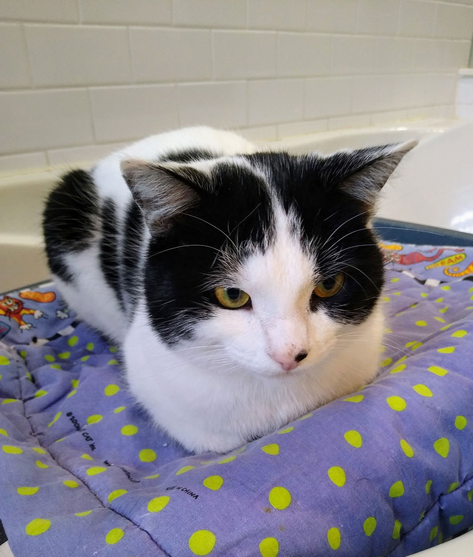 MILO - Domestic Short Hair available for adoption