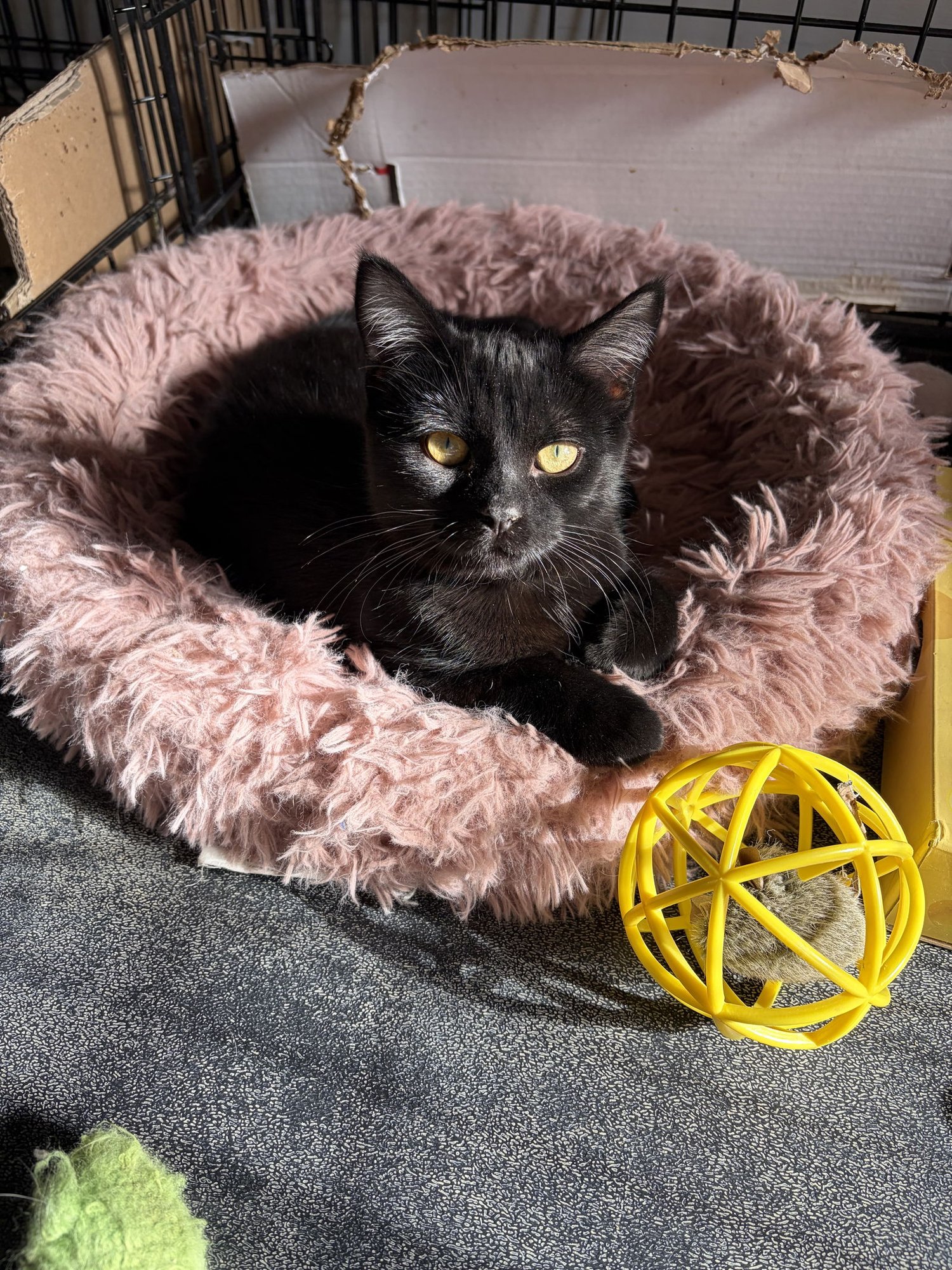 EBONY - Domestic Short Hair available for adoption